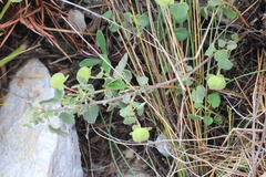 Pavonia cymbalaria