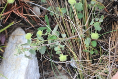 Pavonia cymbalaria