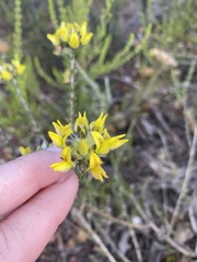 Aspalathus tridentata tridentata