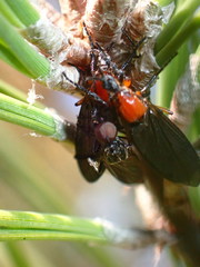 Dilophus serotinus
