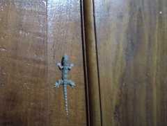 Hemidactylus platyurus