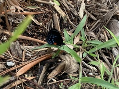 Eumaeus atala