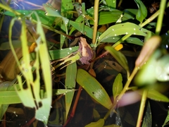 Microhyla palmipes
