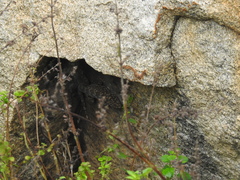 Hemidactylus giganteus