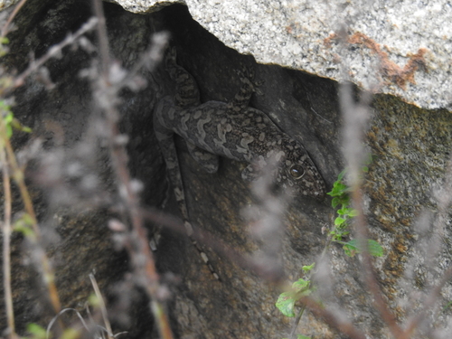 Giant Leaf-toed Gecko, Hemidactylus giganteus