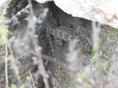 Hemidactylus giganteus