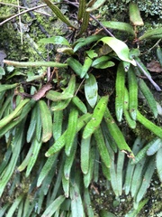 Pyrrosia linearifolia