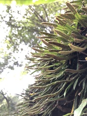 Pyrrosia linearifolia