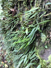 Pyrrosia linearifolia