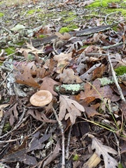 Lactarius pallidus