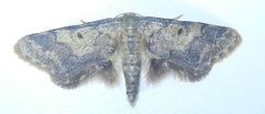 Idaea furciferata