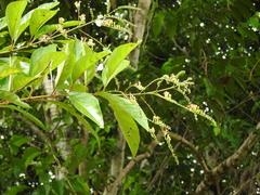 Citharexylum macrophyllum