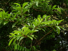 Citharexylum macrophyllum