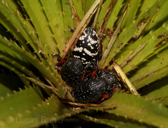 Heilipodus erythropus