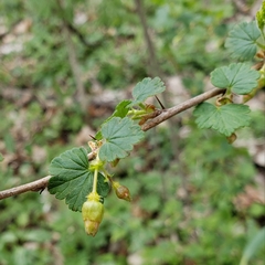 Grossulariaceae