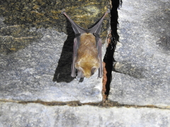Hipposideros speoris