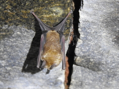 Hipposideros speoris