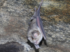 Hipposideros speoris