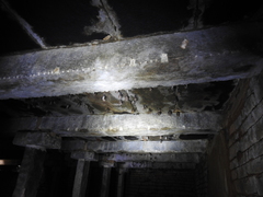 Hipposideros speoris