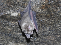Hipposideros speoris