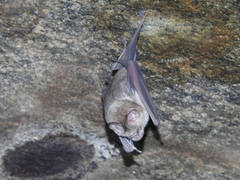 Hipposideros speoris