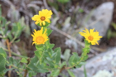 Grindelia buphthalmoides