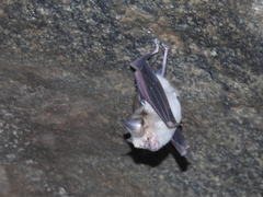 Hipposideros speoris