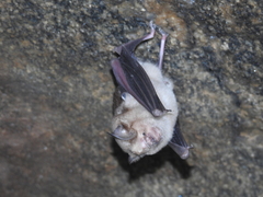 Hipposideros speoris