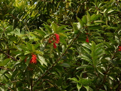 Citharexylum macrophyllum