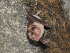 Hipposideros speoris