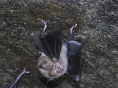 Hipposideros speoris