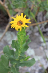 Grindelia buphthalmoides