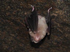 Hipposideros speoris