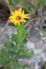 Grindelia buphthalmoides