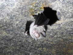 Hipposideros speoris