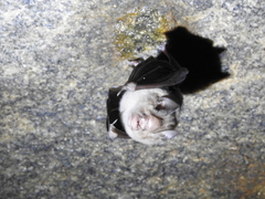 Hipposideros speoris