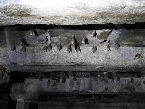 Schneider's Leaf-nosed Bat