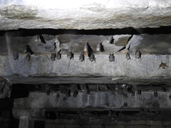 Hipposideros speoris