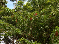 Citharexylum macrophyllum