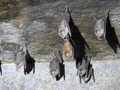 Hipposideros speoris