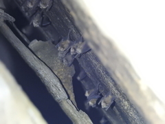 Hipposideros durgadasi