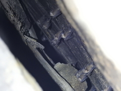 Hipposideros durgadasi