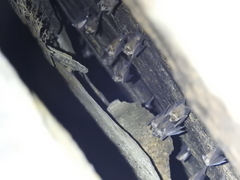 Hipposideros durgadasi