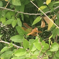 Perithemis tenera