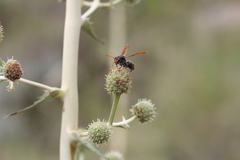 Polistes billardieri