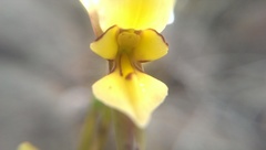 Diuris setacea