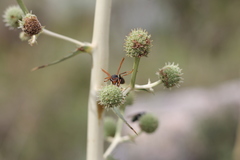 Polistes billardieri