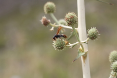 Polistes billardieri
