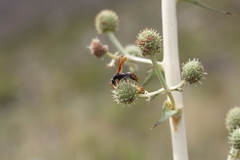 Polistes billardieri