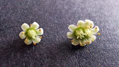 Crassula rupestris marnierana